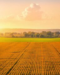 Fototapete Orange Maisfeld bei Sonnenuntergang von oben  © Eugene_Photo