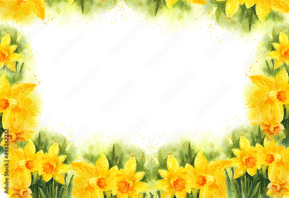 white background with watercolour spring yellow narcissus, hand drawn sketch, romantic