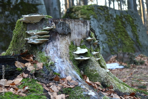Polyporus, a fungus growing on a tree stump along with moss, forest still life