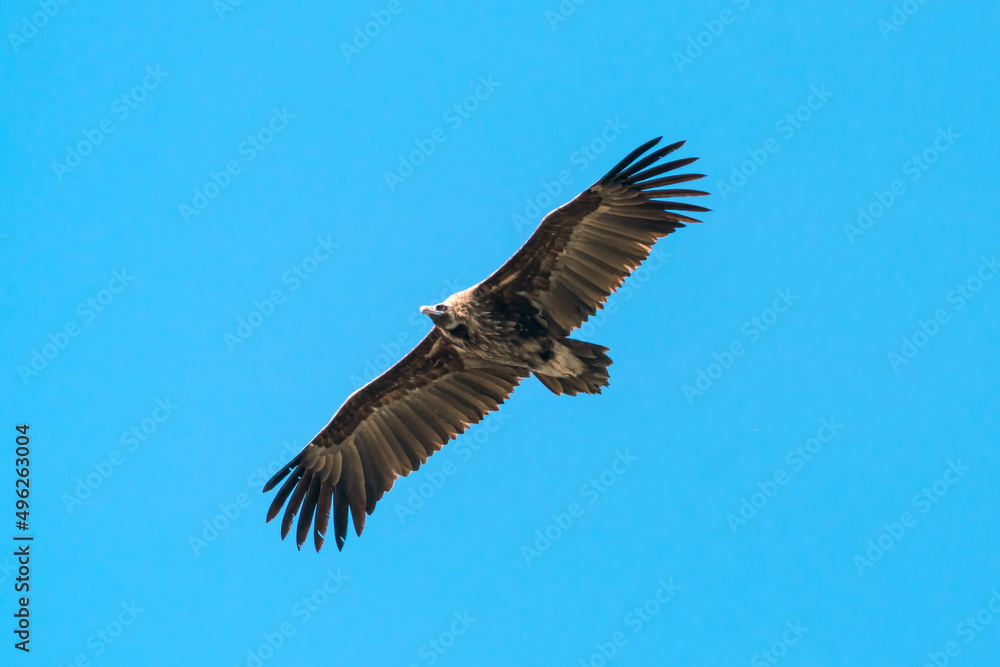 Silhouette Steppe eagle flying in blue sky Silhouette Steppe eagle flying in blue sky