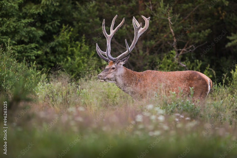 Red deer, cervus elaphus, standing on vivid meadow in summer nature. Wild mammal with big antlers looking on growing field. Stag watching on glade from side. Red deer, cervus elaphus, standing on vivid meadow in summer nature. Wild mammal with big antlers looking on growing field. Stag watching on glade from side.