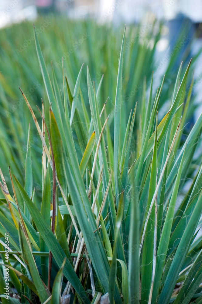 Naklejka premium Green grass in the city close up.