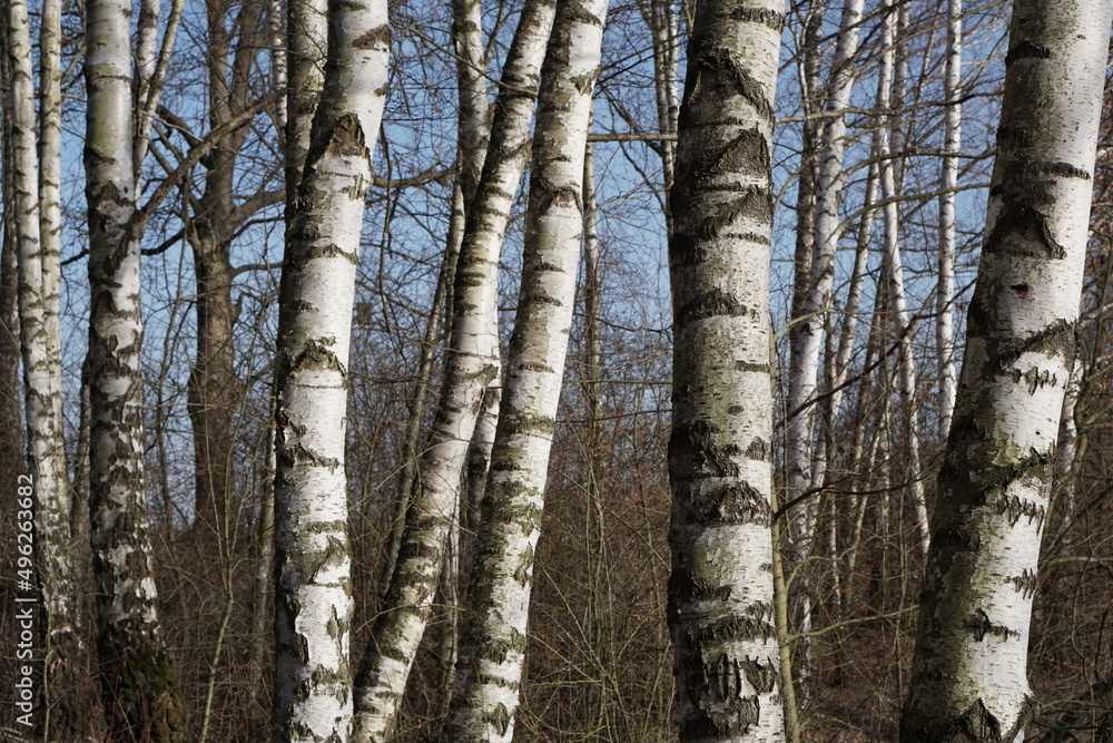 Fototapeta premium Wald mit nur Birken