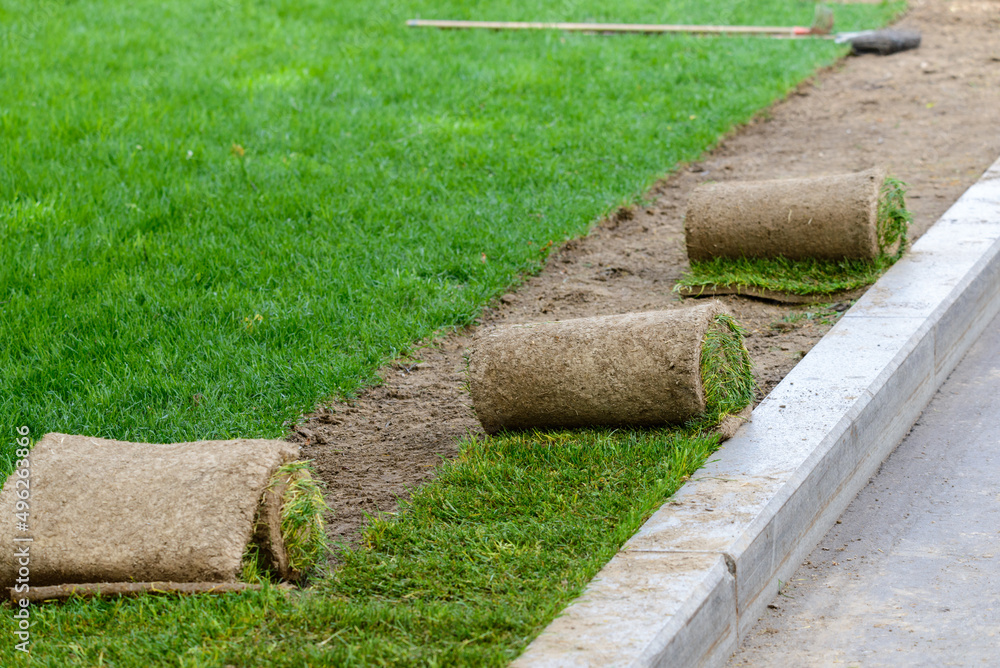 Restoration of a lawn covering with the help of a rolled lawn. Real grass in peat rolls. Quick way to improve the territory