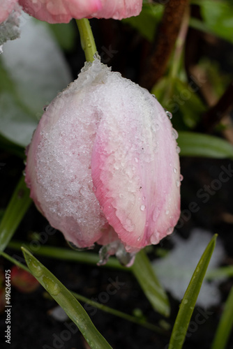 Garden tulips on the snow in April