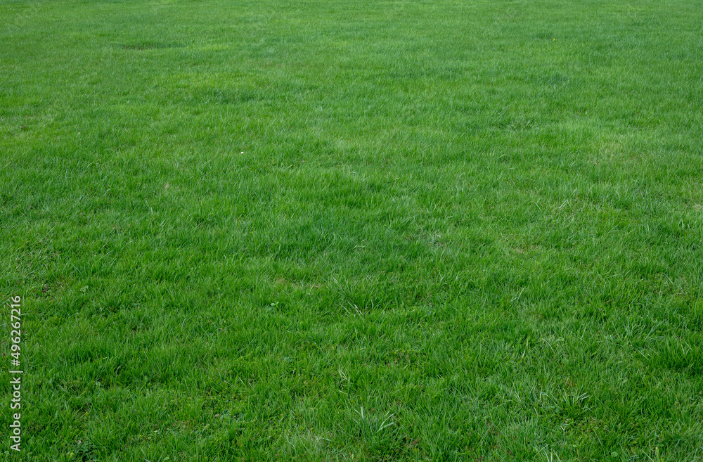 Saturated green grass on a meadow in summer - background. Saturated green grass on a meadow in summer - background.