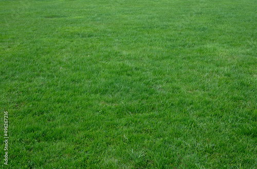 Saturated green grass on a meadow in summer - background.