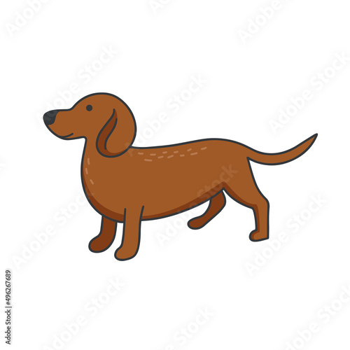 Dachshund isolated doodle style. Elongated dog with brown hair on walk. Home pet icon. Animal domestic pet hand drawn vector illustration