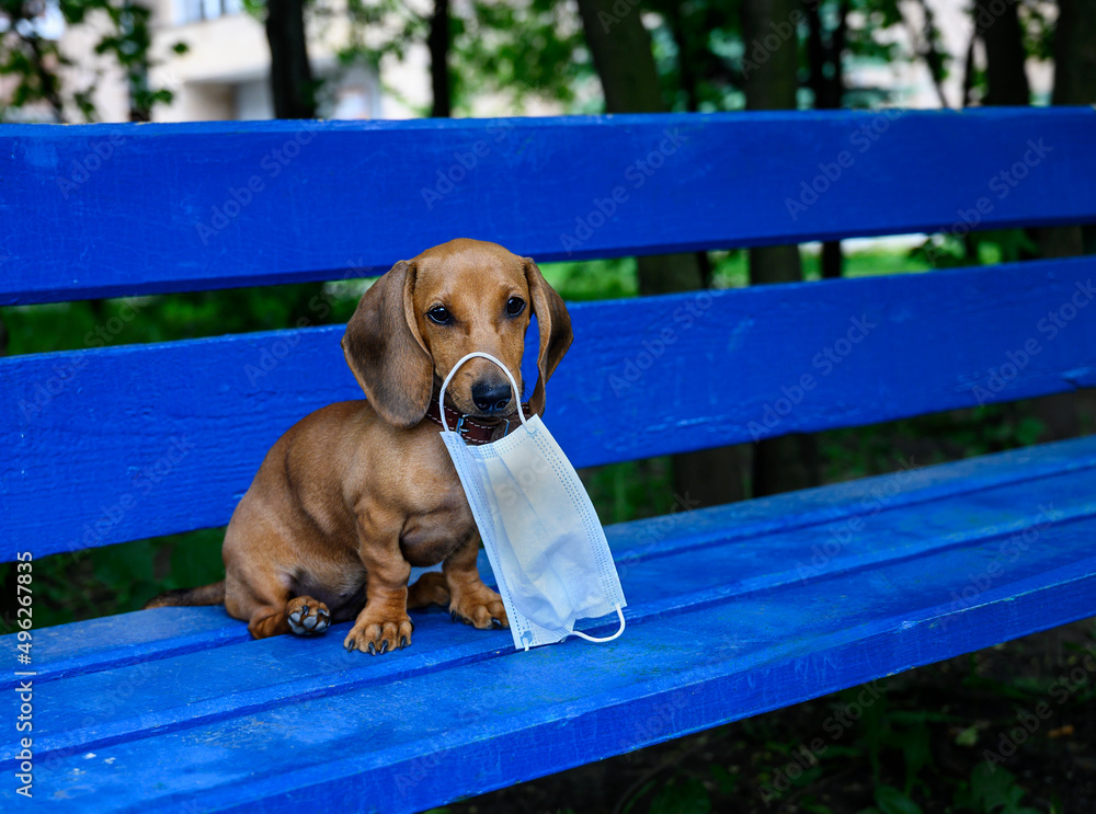 Dachshund puppy holds a protective mask against viruses in his teeth. A red-colored dog sits on a blue bench.