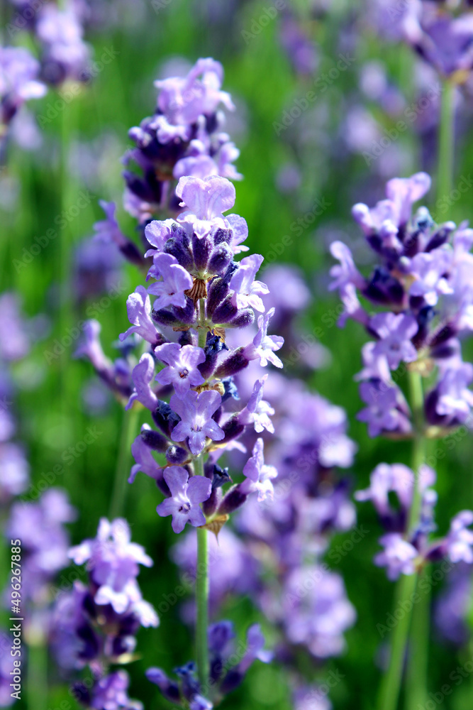 Obraz premium Blooming violet french lavender flower