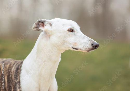 Greyhound dog for a walk in the forest in spring