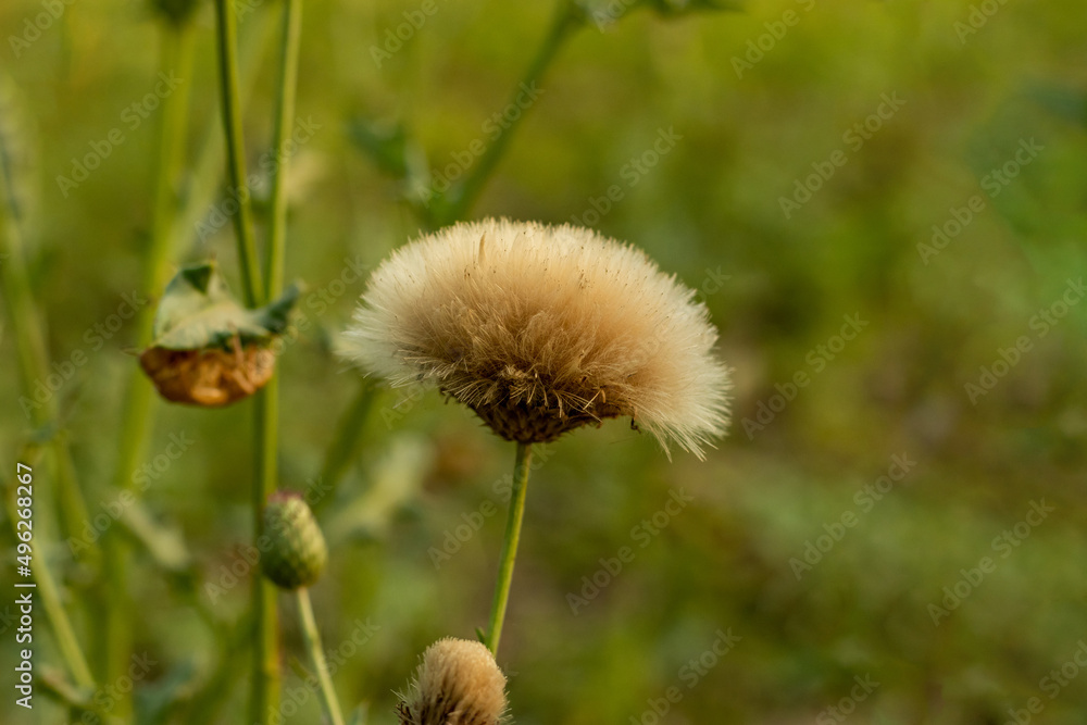 Field thistle is also known as pasture thistle, sow, Carline thistle Field thistle is also known as pasture thistle, sow, Carline thistle