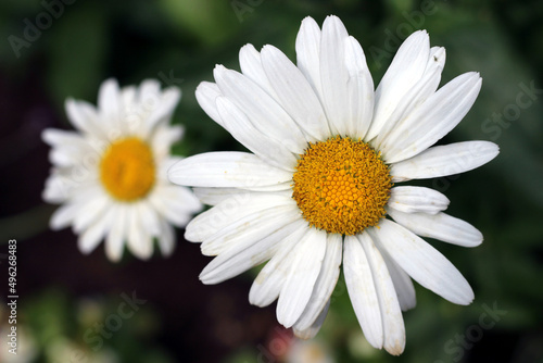 Macro photo of white marguerite