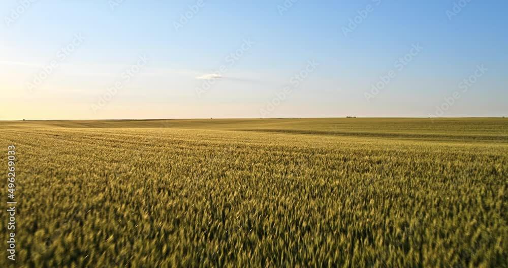 Vast green agricultural wheat field at industrial farm Vast green agricultural wheat field at industrial farm