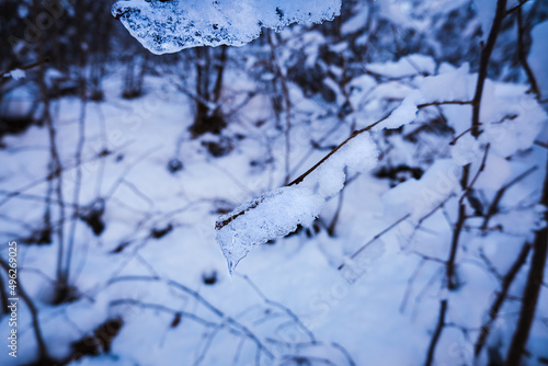 Icicles on tree branches in a winter forest