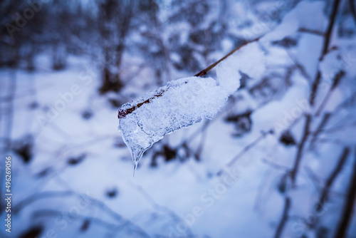 Icicles on tree branches in a winter forest