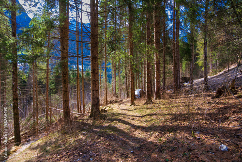 Fir trees forest and sunlight