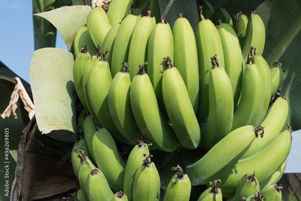 Unripe bananas hanging on a tree on the banana plantation. Close-up shot of unripe bananas.