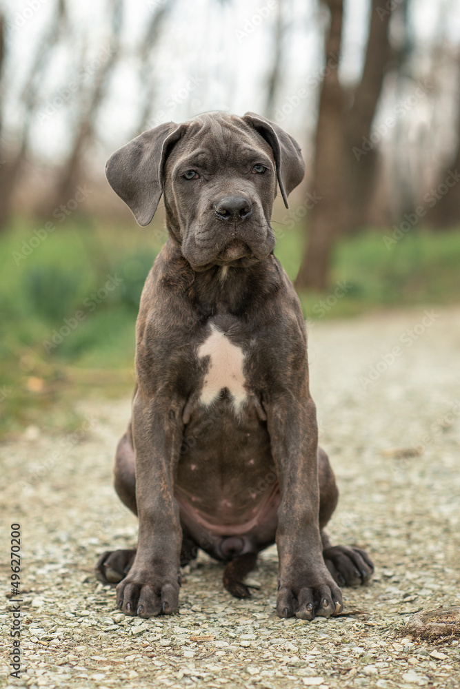 dog puppy three months old cane corso for a walk in the park in spring