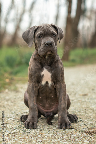dog puppy three months old cane corso for a walk in the park in spring
