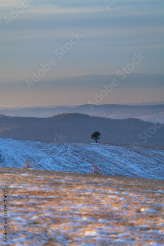 a lonely tree in a mountain landscape, Beskid Niski