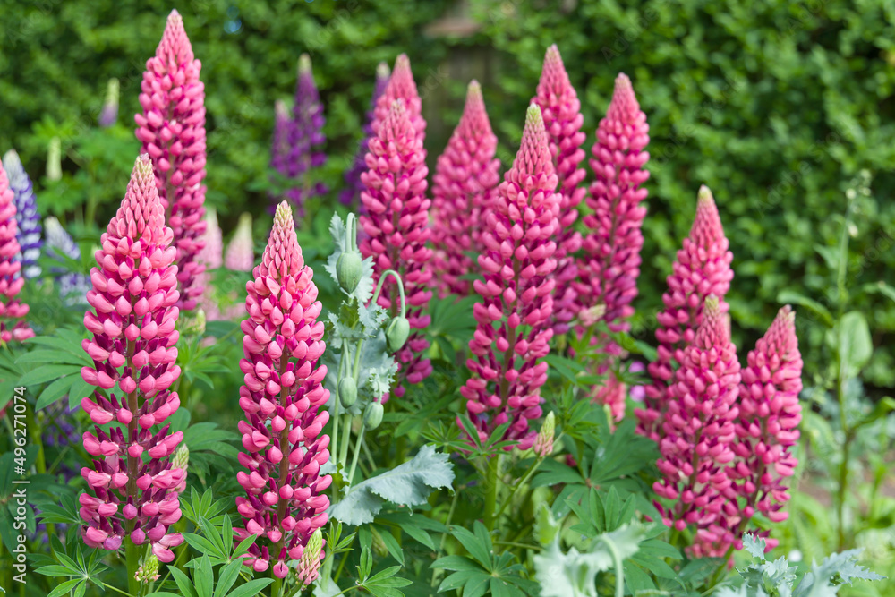 Obraz premium Lupins, lupin plant with flowers growing in a back garden UK