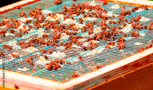 close up of beehive cells	