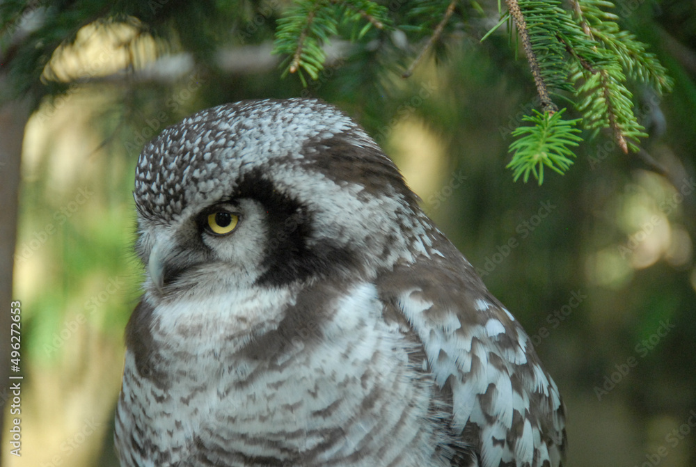 Fototapeta premium A view of a bird of prey, Poland