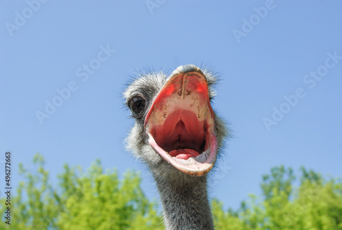 View of the head of an ostrich with an open beak