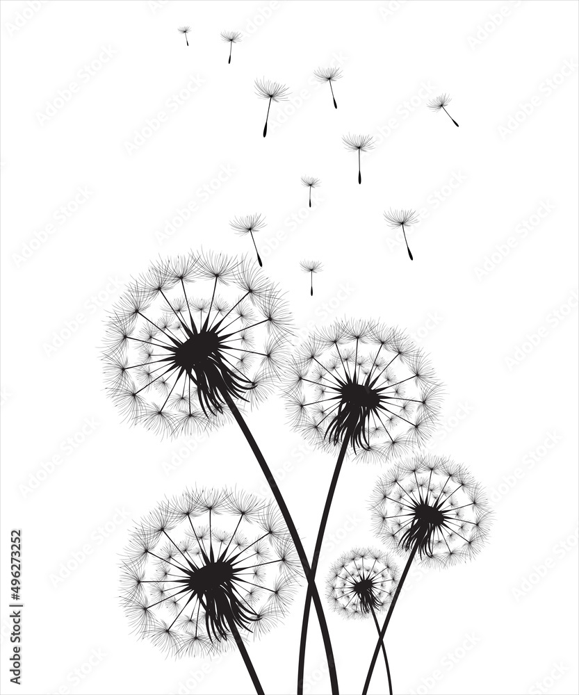 Vector illustration dandelion time. Black Dandelion seeds blowing in the wind. The wind inflates a dandelion isolated on white background