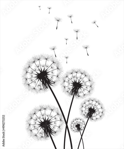 Valokuva Vector illustration dandelion time