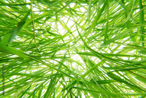 Tangled thick green grass o...