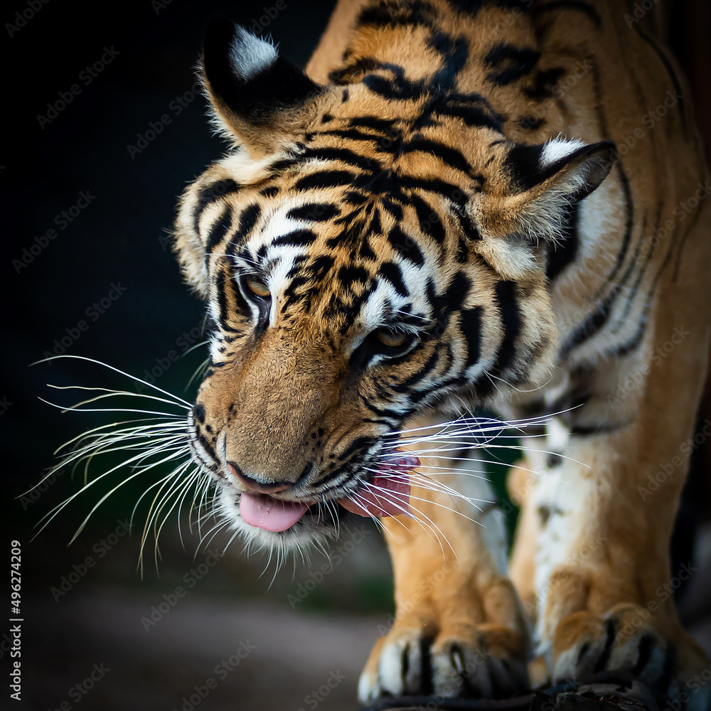 Fototapeta premium Close up a tiger's face eating food.