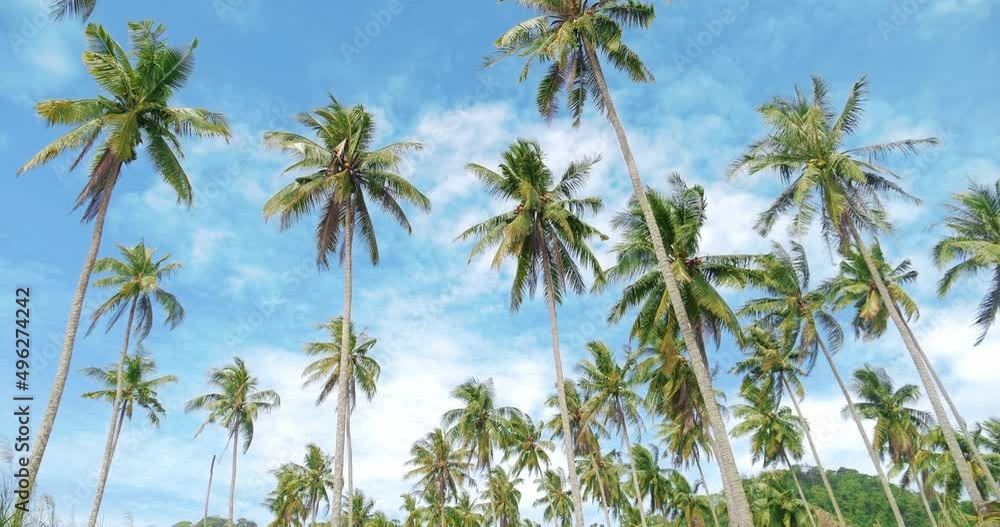 Coconut trees bottom view. Look up of green palm trees with blue sky summer background. Coconut trees bottom view. Look up of green palm trees with blue sky summer background.