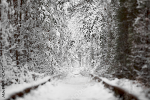 winter in Natural Tunnel of Love with Railway Road. Klevan, Ukraine. picturesque frozen forest with snow covered spruce and pine trees. winter woodland. . High quality photo © Andriy Medvediuk