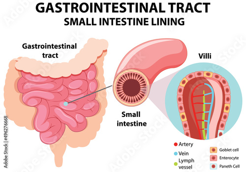 Diagram showing gastrointestinal tract