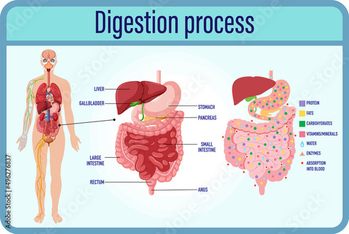 Digestion anddigestion cells and small intestine