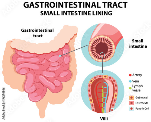 Diagram showing gastrointestinal tract