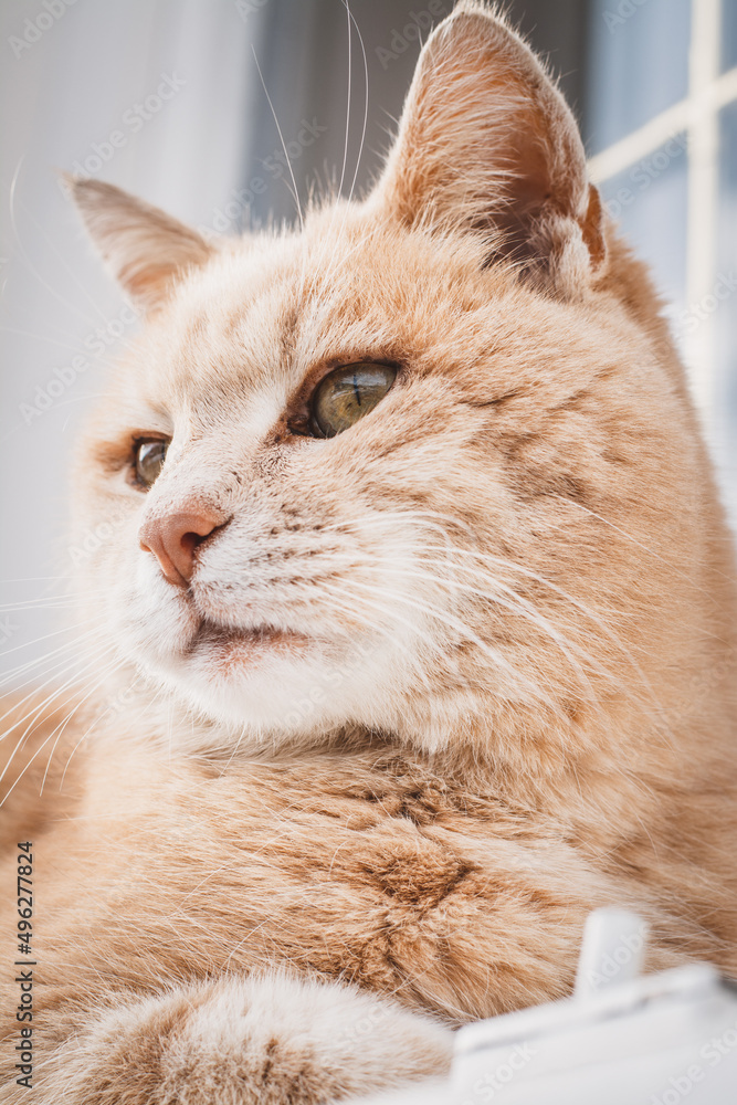 Fototapeta premium Hauskatze