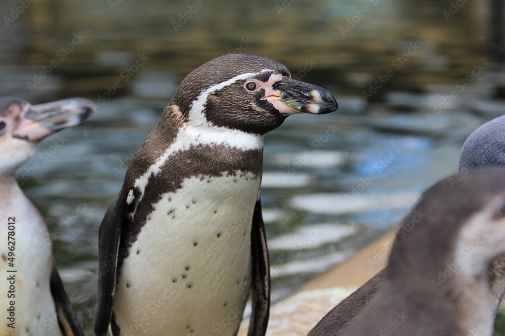 Naklejka premium A portrait of a Humboldt penguin in his flock
