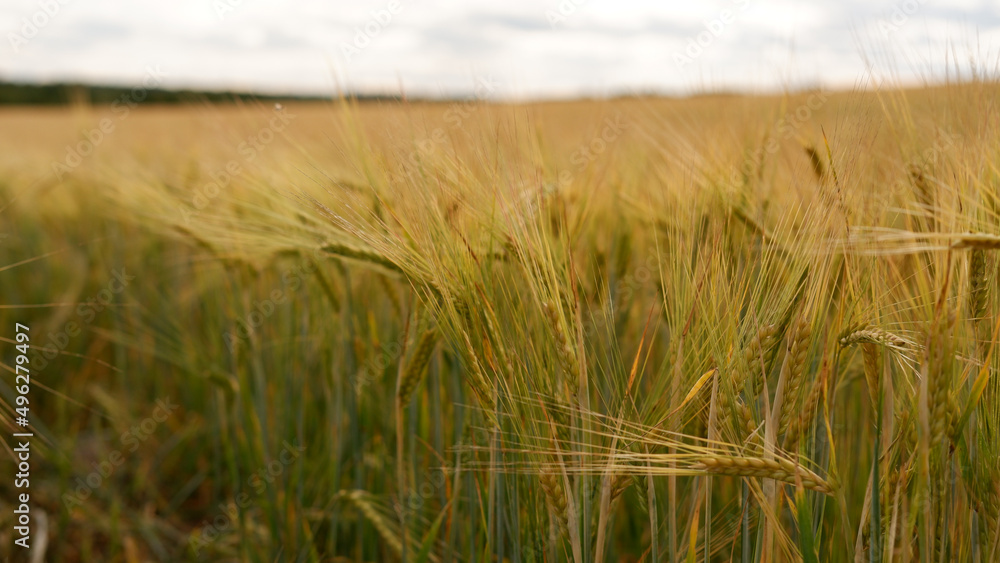 Obraz premium Beautiful landscape field on a summer day. Rural scene. Close up of wheat ears, field of wheat
