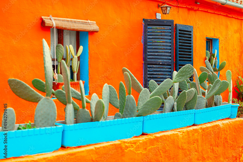 Cactus Plant Flowers in village . Mexican exterior rustic decor with cacti