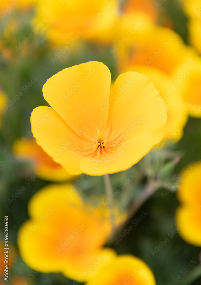 macro of yellow eschscholzia flower. spring flowers on natural background macro of yellow eschscholzia flower. spring flowers on natural background