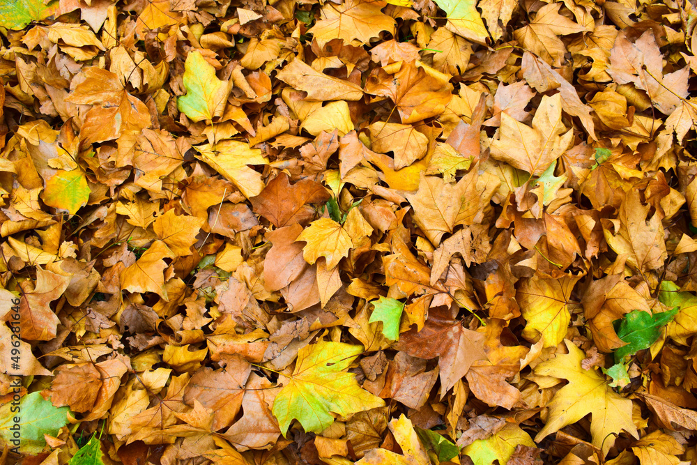autumn leaves on the ground autumn leaves on the ground