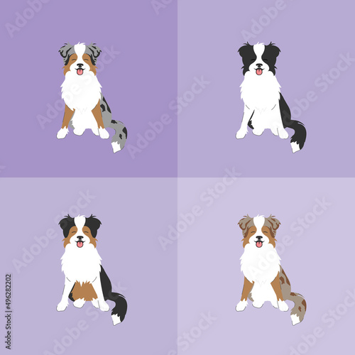 Set of the different Australian shepherd dogs face portrait cartoon illustration. Cute friendly  herding dog smiling with tongue out.