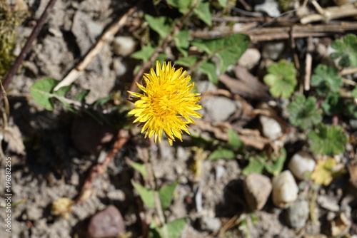 bee on a dandelion