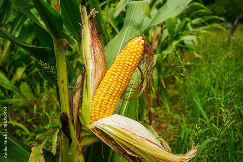 fresh corn organic on agricultural field