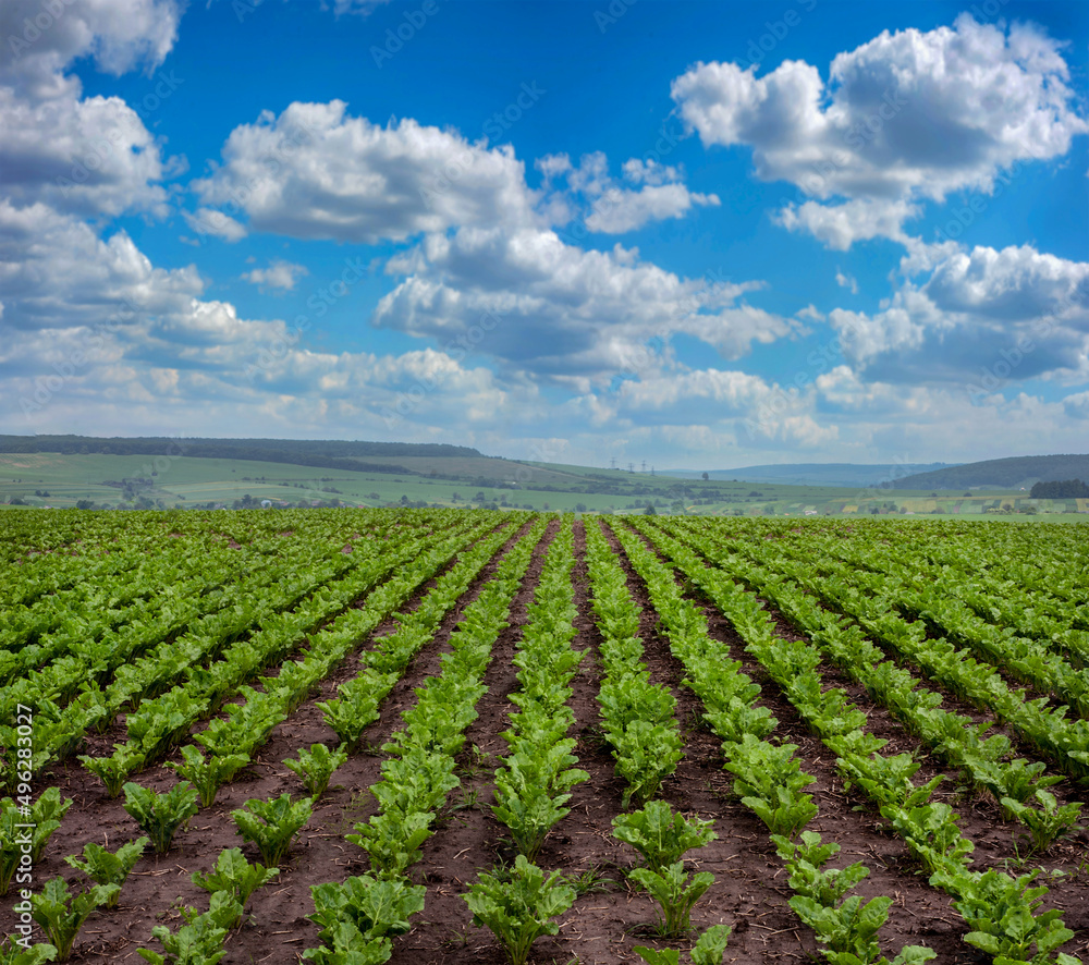 Sugar beet rows at field and cloudly blue sky Sugar beet rows at field and cloudly blue sky