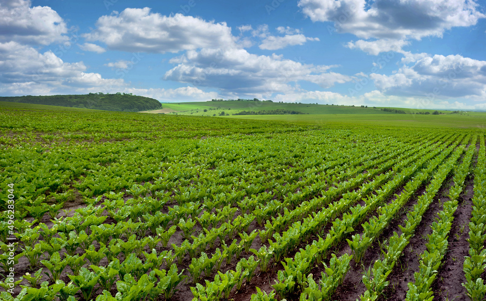 beet field, sugar beet rows, landscape panorama
