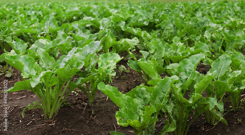 fresh sugar beet leaves in spring